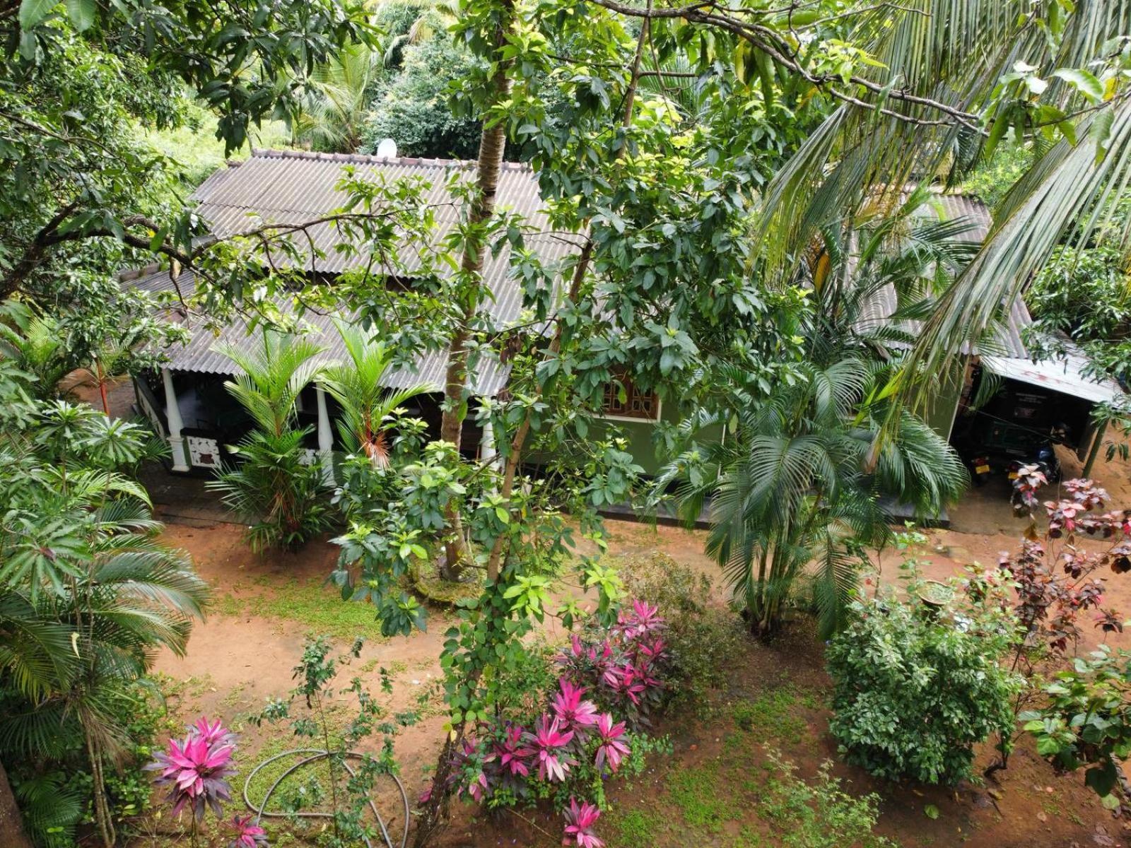 Green Bamboo House Sigiriya Exteriér fotografie
