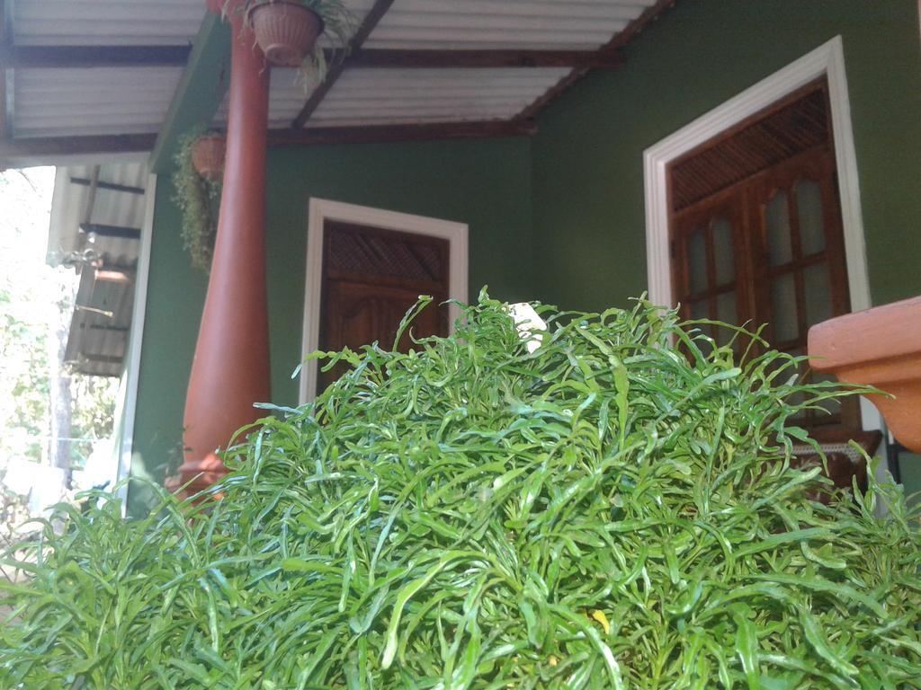 Green Bamboo House Sigiriya Exteriér fotografie